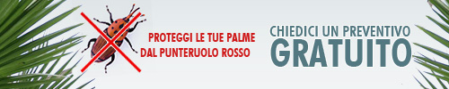 Maremma Etrusca Endoterapia Punteruolo Rosso Palme Disinfestazione