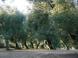 La Tuscia e la via Francigena